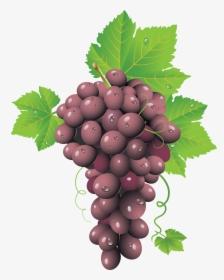 Grapes Png Image - Grape Cluster, Transparent Png, Free Download