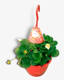 Aardbeienplant 22cm Hangpot Productfoto Wit Shadow - Flowerpot, HD Png Download, Free Download