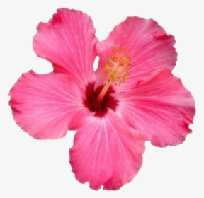 #flower #png #freetoedit - Hawaiian Flower Gif Transparent, Png Download, Free Download