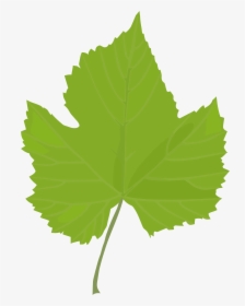 Leaf Common Grape Vine Grape Leaves Plant Stem Plants - Clip Art Grapes Leaves, HD Png Download, Free Download