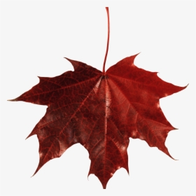 Maple Leaves Png - Fall Red Leaf Png, Transparent Png, Free Download