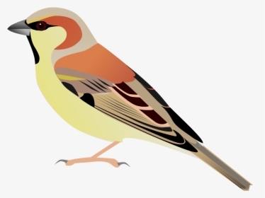 Transparent Watercolor Bird Png - Plain-backed Sparrow, Png Download, Free Download