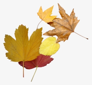 Transparent Fallen Leaves Png - Leaf, Png Download, Free Download