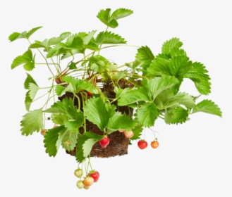 Strawberry Plant - Currant, HD Png Download, Free Download