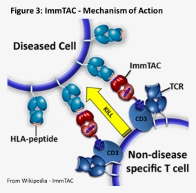 Immunology In Cancer Treatment, HD Png Download, Free Download