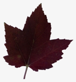 Dark Liquid Amber - Maple Leaf, HD Png Download, Free Download