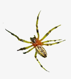 #spider #araña #arañas - Yellow Garden Spider, HD Png Download, Free Download