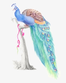 Transparent Peacock Png Images - Peacock Blue Png, Png Download, Free Download