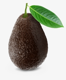 Avocado Hass Png, Transparent Png, Free Download