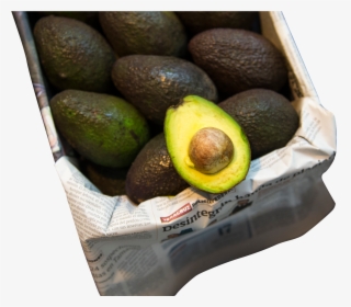 Avocado Cartel Mexico, HD Png Download, Free Download