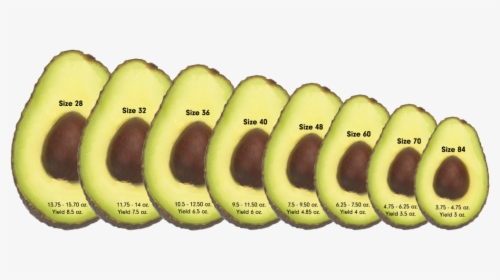 Avocado Sizes - 50 Grams Of Avocado, HD Png Download, Free Download