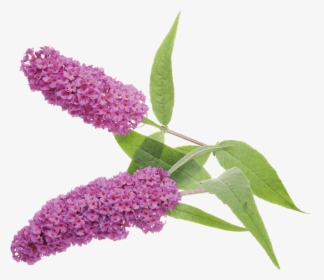 Commonly Called The "butterfly Bush, HD Png Download, Free Download