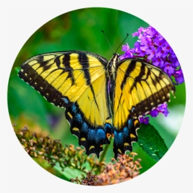 Butterfly - Butterflies Close Up Wings Open, HD Png Download, Free Download