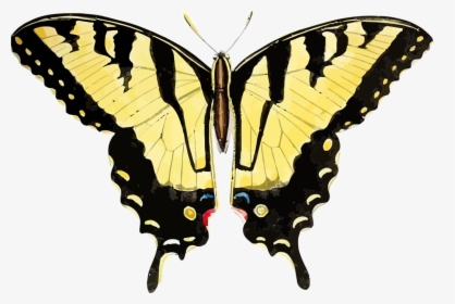 Butterfly,symmetry,moth - Swallowtail Tiger Monarch Butterfly, HD Png Download, Free Download