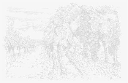 Tree Engraver - Sketch, HD Png Download, Free Download