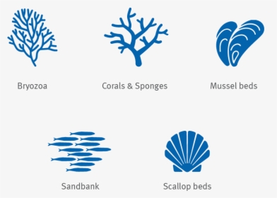 Bryozoa, Corals, Mussel, Sandbank, Scallop Silhouette, HD Png Download, Free Download