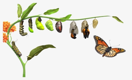 Butterfly Life Cycle, HD Png Download, Free Download
