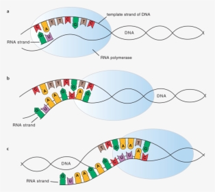 Diagram, HD Png Download, Free Download