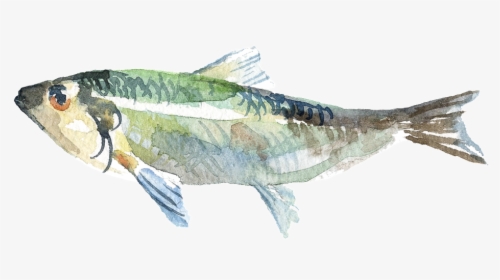 Acuarela Pintada A Mano Pescado Png Transparente, Png Download, Free Download