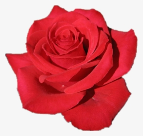 #flor #rosa #roja 🌹🌹🌹 - Red Queen Rose, HD Png Download, Free Download