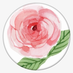 Pop Selfie Rosa - Persian Buttercup, HD Png Download, Free Download