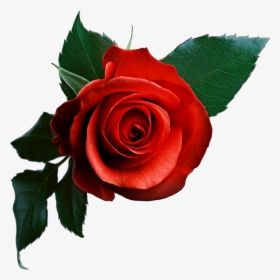 #rose #rosa #flower #flor #leaves #hojas #natural #nature - Beautiful Pink Rose Png, Transparent Png, Free Download