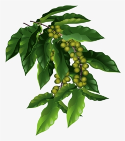 Coffee Plant Png - Coffee Plant Png Transparent, Png Download, Free Download