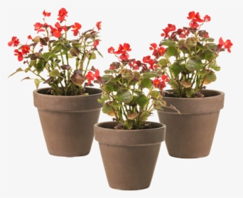 Begonia Trio - Outdoor/indoor Plant - Flowerpot, HD Png Download, Free Download