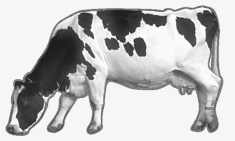 Cow Png Image - Black And White Cow Png, Transparent Png, Free Download