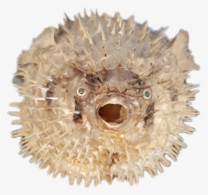 ##pescado #fish #pezglobo #pufferfish - Blowfish, HD Png Download, Free Download