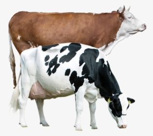 Productanimals Layout Cow Transparent - Cow Pig And Rooster, HD Png Download, Free Download