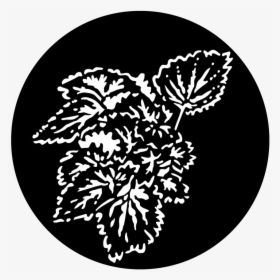 Apollo Foliage Begonia - Illustration, HD Png Download, Free Download