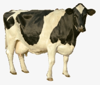 Cow Png Image - Cow Hd Image Png, Transparent Png, Free Download