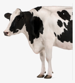 Qualigrass Cow, HD Png Download, Free Download