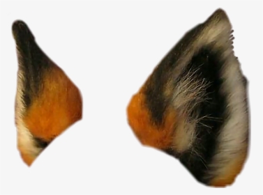 #foxears #fox #foxy #animal #animalears - Transparent Fox Ears, HD Png Download, Free Download