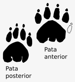 Huellas De Tortuga Terrestre , Png Download, Transparent Png, Free Download