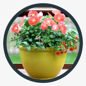 Flowerpot, HD Png Download, Free Download