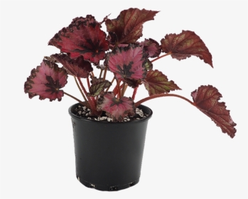 Begonia Rex, HD Png Download, Free Download