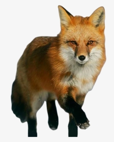 Red Fox Png, Transparent Png, Free Download