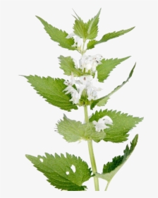 Green Big Ripped Nettle Pictures - Lamium Album Flower, HD Png Download, Free Download