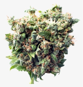 Critical Autoflower, HD Png Download, Free Download