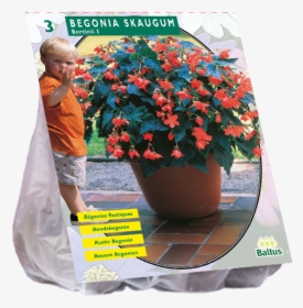 Flowerpot, HD Png Download, Free Download