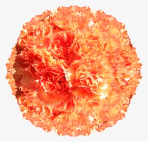 Orange Carnations For Carnation Flower Arrangements - Begonia, HD Png Download, Free Download