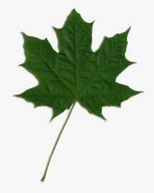 Norway Maple Leaf Transparent, HD Png Download, Free Download