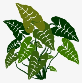 Elephant Ears - Elephant Ear Plant Vector, HD Png Download, Free Download