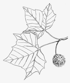Sycamore - Sycamore Fruit Drawing, HD Png Download, Free Download