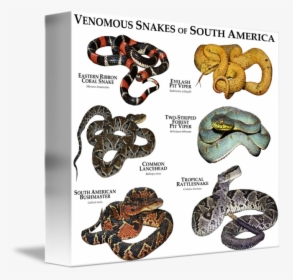 Venomous Snakes Of South America By Roger Hall Clipart, HD Png Download, Free Download