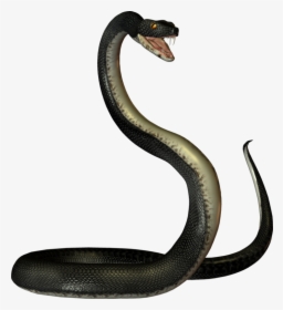 #snake - Black Mamba Snake Transparent, HD Png Download, Free Download