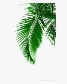 Creative Green Leaf Drawing Transparent Decorative - High Resolution Palm Tree Leaf, HD Png Download, Free Download