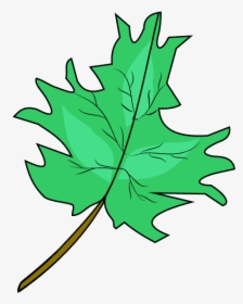 How To Draw Maple Leaf - Maple Leaf Green Drawing, HD Png Download, Free Download